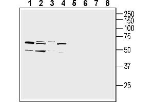 Western blot analysis of Malme-3 skin fibroblast cell line lysates (lanes 1 and 5), human  monocytic leukemia cell line lysate (lanes 2 and 6), human Jurkat T-cell leukemia cell line lysate (lanes 3 and 7) and human  retinal pigmental epithelia cell line lysate (lanes 4 and 8):1-4. (OPN3 Antikörper  (Extracellular))