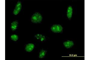 Immunofluorescence of purified MaxPab antibody to EXOSC5 on HeLa cell. (EXOSC5 Antikörper  (AA 1-235))