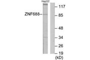 Western blot analysis of extracts from HepG2 cells, using ZNF785 Antibody. (ZNF785 Antikörper  (AA 91-140))