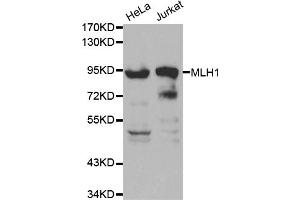 Western blot analysis of extracts of various cell lines, using MLH1 antibody (ABIN5970084) at 1/1000 dilution. (MLH1 Antikörper)