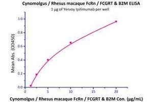 Binding Studies (Bind) image for neonatal Fc Receptor (FcRn) (AA 24-297) (Active) protein (His tag,Strep Tag) (ABIN2181081)