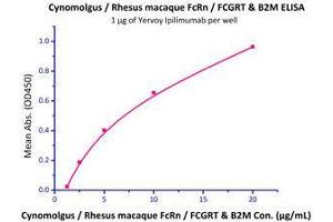 Immobilized Yervoy Ipilimumab at 10 μg/mL (100 µl/well),can bind Cynomolgus / Rhesus macaque FcRn / FCGRT & B2M (Cat# FCM-C5284) with a linear range of 1.