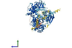 Protein Structure (PS) image for DEAH (Asp-Glu-Ala-His) Box Polypeptide 40 (DHX40) (AA 1-779) protein (His tag) (ABIN7558056)