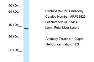 Western Blotting (WB) image for anti-Fucose-1-Phosphate Guanylyltransferase (FPGT) (C-Term) antibody (ABIN2789255) (FPGT Antikörper  (C-Term))