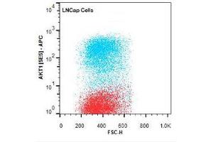 Flow Cytometry of Mouse anti-AKT1 antibody. (AKT1 Antikörper  (Internal Region))