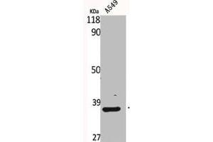 Western Blot analysis of A549 cells using Bub3 Polyclonal Antibody (BUB3 Antikörper  (C-Term))