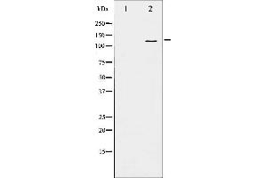 Western blot analysis of B-RAF phosphorylation expression in EGF treated 293 whole cell lysates,The lane on the left is treated with the antigen-specific peptide. (BRAF Antikörper  (pSer446))