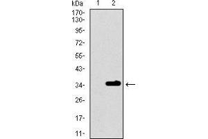 Western Blotting (WB) image for anti-Purinergic Receptor P2Y, G-Protein Coupled, 13 (P2RY13) (AA 1-49) antibody (ABIN1724826)