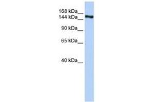 Image no. 1 for anti-Zinc Finger Protein 236 (ZNF236) (AA 1541-1590) antibody (ABIN6742816) (ZNF236 Antikörper  (AA 1541-1590))