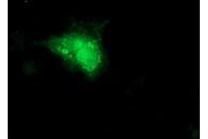 Anti-SMS mouse monoclonal antibody (ABIN2454713) immunofluorescent staining of COS7 cells transiently transfected by pCMV6-ENTRY SMS (RC200619). (SMS Antikörper)