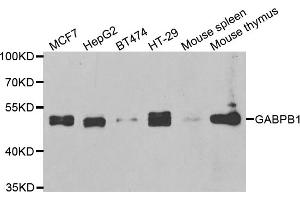 Western blot analysis of extracts of various cell lines, using GABPB1 antibody. (GABPB1 Antikörper)