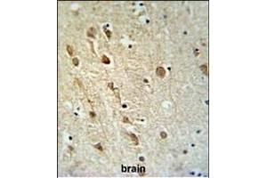 ZRANB1 Antibody (C-term) (ABIN653787 and ABIN2843072) IHC analysis in formalin fixed and paraffin embedded brain tissue followed by peroxidase conjugation of the secondary antibody and DAB staining. (ZRANB1 Antikörper  (C-Term))