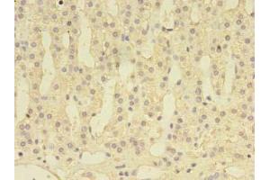 Immunohistochemistry of paraffin-embedded human adrenal gland tissue using ABIN7149667 at dilution of 1:100 (DENND1A Antikörper  (AA 1-559))
