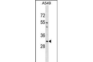 AQP1 Antibody (C-term) (ABIN1536913 and ABIN2849410) western blot analysis in A549 cell line lysates (35 μg/lane). (Aquaporin 1 Antikörper  (C-Term))