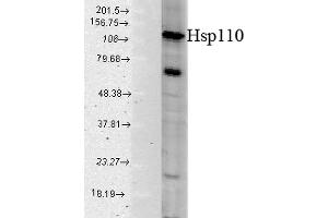 Western blot analysis of Human Cell line lysates showing detection of HSP110 protein using Rabbit Anti-HSP110 Polyclonal Antibody (ABIN863193 and ABIN863194). (HSPA4 Antikörper)