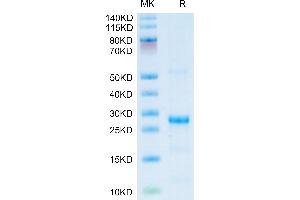 CXCL13 Protein (AA 23-109) (His-SUMO Tag)