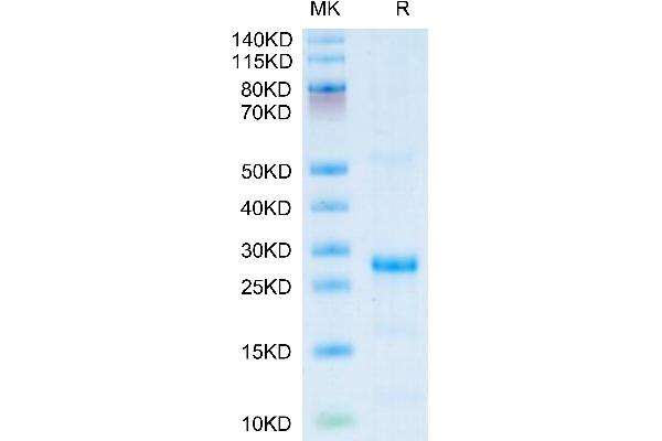 CXCL13 Protein (AA 23-109) (His-SUMO Tag)