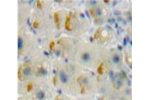 IHC-P analysis of Liver tissue, with DAB staining. (TNFRSF11A Antikörper  (AA 359-542))