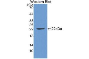 Western Blotting (WB) image for anti-Leptin (LEP) (AA 22-167) antibody (ABIN1859648) (Leptin Antikörper  (AA 22-167))
