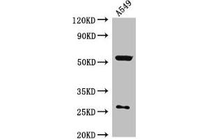 Western Blot Positive WB detected in: A549 whole cell lysate All lanes: CIAO3 antibody at 2. (CIAO3 (AA 2-265) Antikörper)