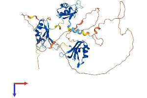 CELF5 Protein (AA 1-485) (His tag)