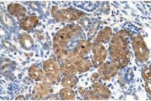 Immunohistochemical staining (Formalin-fixed paraffin-embedded sections) of human kidney with BHMT polyclonal antibody  at 4-8 ug/mL working concentration. (BHMT Antikörper  (N-Term))