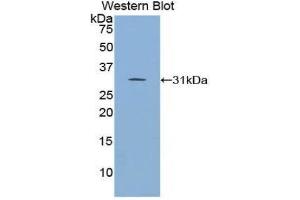 Western Blotting (WB) image for anti-Inhibitor of KB Kinase beta Interacting Protein (IKbIP) (AA 80-315) antibody (ABIN1859321) (IKbIP Antikörper  (AA 80-315))