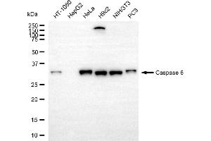 Western blotting analysis using Caspase 6 antibody (ABIN7797902).