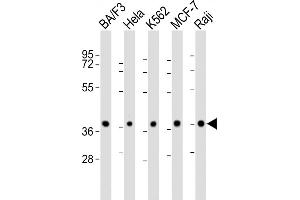 All lanes : Anti-P2R4 Antibody (N-Term) at 1:2000 dilution Lane 1: BA/F3 whole cell lysate Lane 2: Hela whole cell lysate Lane 3: K562 whole cell lysate Lane 4: MCF-7 whole cell lysate Lane 5: Raji whole cell lysate Lysates/proteins at 20 μg per lane.