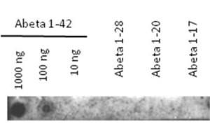 Western Blotting (WB) image for anti-Amyloid beta 1-42 (Abeta 1-42) antibody (ABIN334634)