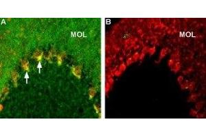 Expression of Caspr2 in rat cerebellum - Immunohistochemical staining of rat brain frozen sections using Anti-Caspr2 Antibody (ABIN7043084, ABIN7045145 and ABIN7045146), (1:200), (green). (CNTNAP2 Antikörper  (C-Term, Intracellular))