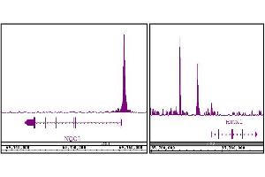 ChIP DNA-Sequencing (ChIP-seq) image for anti-Nuclear Factor (erythroid-Derived 2)-Like 2 (NFE2L2) antibody (ABIN6972451)