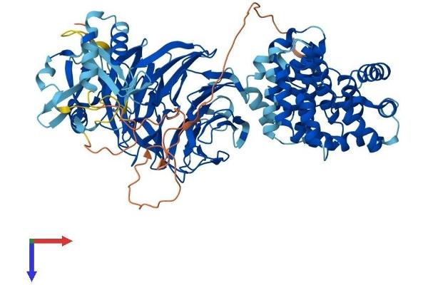 PLAA Protein (AA 1-794) (His tag)