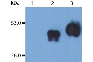 Western Blotting analysis (non-reducing conditions) of over-expressed human CD14 using anti-CD14 (MEM-18). (CD14 Antikörper  (FITC))
