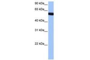 Image no. 1 for anti-Zinc Finger Protein 891 (ZNF891) (AA 282-331) antibody (ABIN6741092)