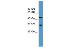 Pdyn antibody used at 0. (PDYN Antikörper  (Middle Region))