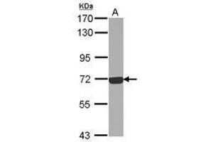 Image no. 2 for anti-Complement Component C9 (C9) (Internal Region) antibody (ABIN1496002) (C9 Antikörper  (Internal Region))