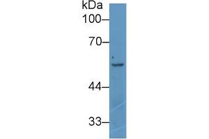 Western blot analysis of Human K562 cell lysate, using Rat ANGPT2 Antibody (1 µg/ml) and HRP-conjugated Goat Anti-Rabbit antibody ( (Angiopoietin 2 Antikörper  (AA 352-477))