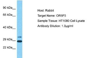 Host: Rabbit Target Name: OR5P3 Sample Type: HT1080 Whole Cell lysates Antibody Dilution: 1. (OR5P3 Antikörper  (C-Term))