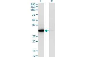 Western Blot analysis of ATP6V1E1 expression in transfected 293T cell line by ATP6V1E1 monoclonal antibody (M02), clone 4E11. (ATP6V1E1 Antikörper  (AA 1-226))