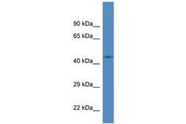 FBXL20 anticorps  (AA 110-159)