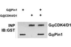 Immunoprecipitation of anti-GST antibody. (GST Antikörper)