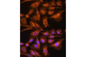 Immunofluorescence analysis of C6 cells using Apolipoprotein  Rabbit pAb (ABIN7265634) at dilution of 1:100. (APOA2 Antikörper  (AA 1-100))