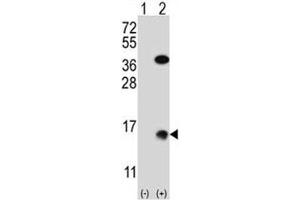 Western blot analysis of SUMO2 antibody and 293 cell lysate (2 ug/lane) either nontransfected (Lane 1) or transiently transfected (2) with the SUMO2 gene. (SUMO2 Antikörper  (AA 1-30))