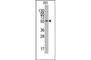 Image no. 1 for anti-Indoleamine 2,3-Dioxygenase 1 (IDO1) (C-Term) antibody (ABIN357869)