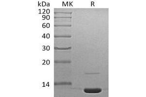 C3 Protein