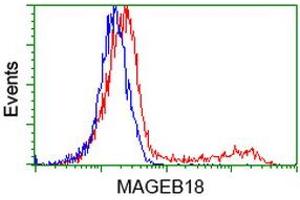 HEK293T cells transfected with either RC206329 overexpress plasmid (Red) or empty vector control plasmid (Blue) were immunostained by anti-MAGEB18 antibody (ABIN2454278), and then analyzed by flow cytometry. (MAGEB18 Antikörper)