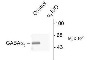 Image no. 1 for anti-gamma-aminobutyric Acid (GABA) A Receptor, alpha 3 (GABRA3) (N-Term) antibody (ABIN372630)