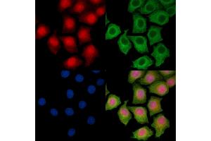 ABIN7095538 and ABIN7099595 staining HepG2 cells by IF/ICC. (SRA1 Antikörper)