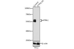 Western blot analysis of extracts from normal (control) and PTPN1 knockout (KO) HeLa cells using PTPN1 Polyclonal Antibody at dilution of 1:1000. (PTPN1 Antikörper)
